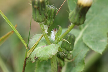 scymninae white insect macro photo