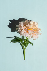 Beautiful pale pink rose on a blue background. Trendy minimalism style with hard light and dark shadows