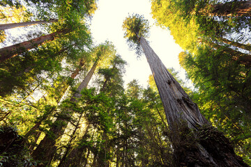 Obraz premium Looking up on the Redwoods Sunset, Jedediah Smith State Park, Redwoods National Park, California