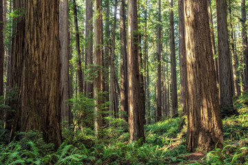 Afternoon Light on the Redwoods, Jedediah Smith State Park, Redwoods National Park, California