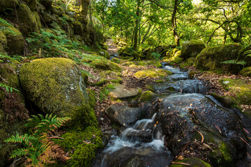 Stream of water running down a forest hiking path, an ancient roman road, surrounded by moss-covered rocks, near Lindoso, Peneda-Gerês National Park, Viana do Castelo district, Portugal
