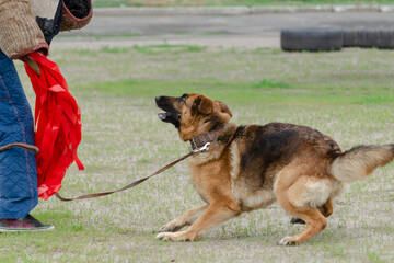 Guard dog training. Step 1. Figurant and German shepherd dog.