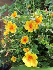 flowers in the garden