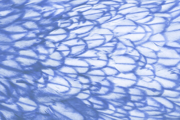 Blurry image background of  blue bird feathers. Abstract birds background, space for text.
