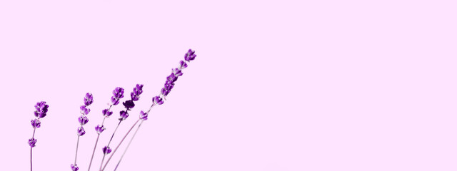 Horizontal image of lavender. Abstract nature background. Blurry image of lavender flowers, cropped shot.Purple lavender flowers over pink background, close up. 
