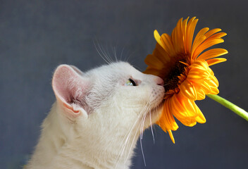 Cute white cat sniffing a yellow gerbera flower over gray background. Cat and flower. Animals, pets concept.