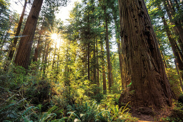 Looking up on the Redwoods Sunset, Jedediah Smith State Park, Redwoods National Park, California