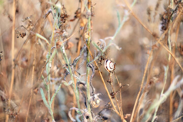 Black and white striped snail on a dry stalk of grass in a field