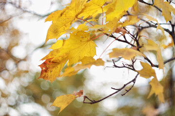 Autumn maple leaves on a branch fluttering in the wind