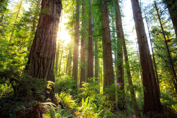 Obraz premium Afternoon Light on the Redwoods, Jedediah Smith State Park, Redwoods National Park, California