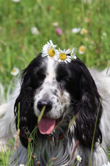 portrait of cute english setter dog laying in grass, colored black and white, close up