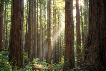 Fototapeta na wymiar Sunbeams in the Redwoods, Jedediah Smith State Park, Redwoods National Park, California
