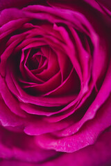 Macro photograph of a pink rose