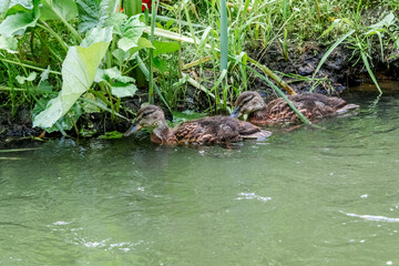 Mallard (Anas platyrhynchos) ducklings in park