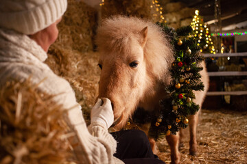 Christmas decorations on the stables. A pony with a wreath around his neck. Christmas tree with...