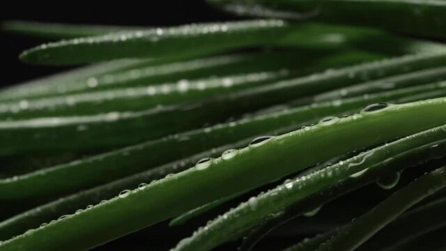 Close up of fresh green onions with water drops rotate on black background. Healthy and organic vegetables concept.