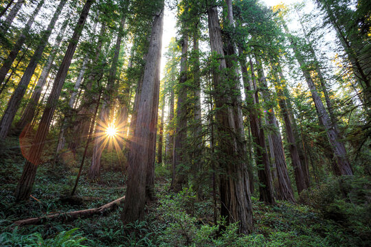 Twilight Hour in the Redwoods, Jedediah Smith State Park, Redwoods National Park, California © Stephen