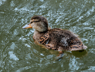Mallard (Anas platyrhynchos) duckling in park