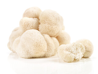 Hericium Heilpilz - Freigestellt