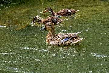 Mallard (Anas platyrhynchos) female with ducklings in park