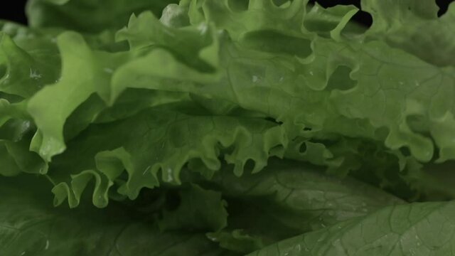 Flying Fresh Lettuce. lettuce leaves falling on black background