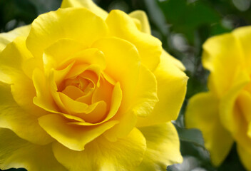 Close-up of the yellow rose blooming in the garden. ガーデンに咲く黄色のバラのクローズアップ