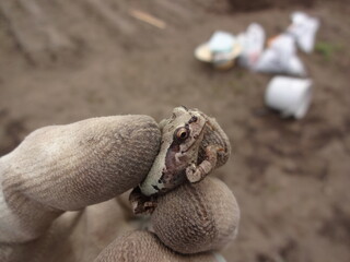 畑で捕まえたカエル