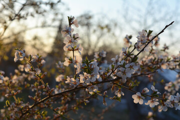 Beautiful blooming Nanking cherry (Prunus tomentosa) on sunset. Spring garden.