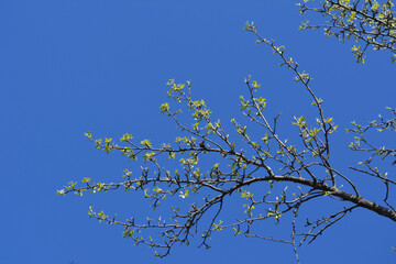 Pear tree in spring. Branches with buds and fresh green leaves on the background of clear blue sky.