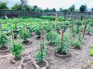 Fototapeta na wymiar Tomato bushes grow in the garden bed. Growing tomatoes. Gardening.