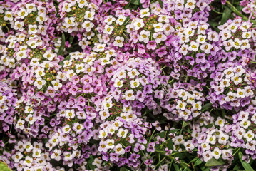 Obraz premium Sweet Alyssum (Lobularia maritima) in garden