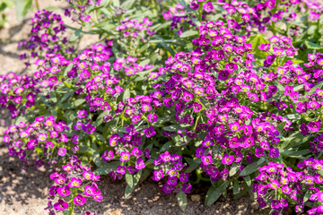 Sweet Alyssum (Lobularia maritima) in garden