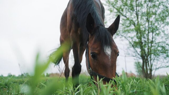 A horse grazing in the field. Close-up view of Dark Bay horse with Blck mane grazing in the meadows during the daytime. Lush greenery against the clear white sky in the background. 