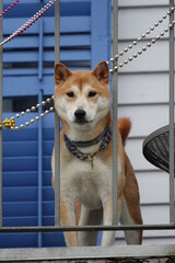 Chien au balcon au Carnaval de La Nouvelle Orléans