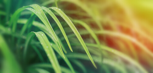 Obraz premium Background from long green leafed grass with sunbeams.