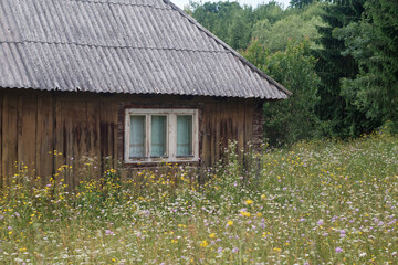old wooden house among wildflowers pine trees in the background