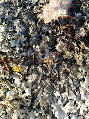 lichen close-up on a stone 
