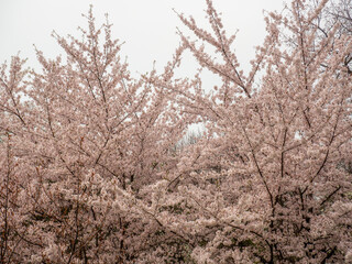 blossoming cherry trees in springtime