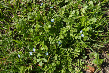 Fresh green foliage and blue flowers of veronica polita in mid March
