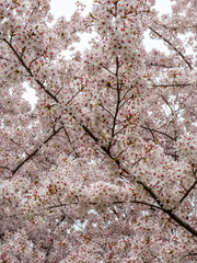 blossoming cherry trees in springtime