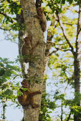 Obraz premium Vertical Close-up shot of young Barbary macaque (Macaca sylvanus) perching on a tree.