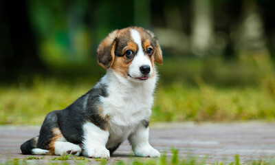 welsh corgi puppy sitting in the park