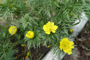 Bright yellow flowers of Adonis vernalis in March - obrazy, fototapety, plakaty