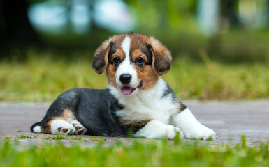 welsh corgi puppy lies on the park alley