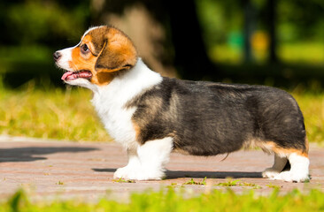 welsh corgi puppy standing on the street in summer
