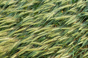 Green wheat ears in field in windy day