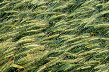 Green wheat ears in field in windy day