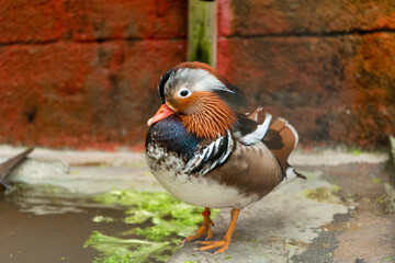 Mandarin duck or Aix galericulata at bird farm
