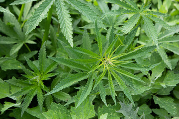 Cannabis. Growing a plant. Hemp green leaves close up.