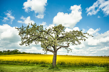Fototapeta na wymiar tree with rapeseed field and blue sky
